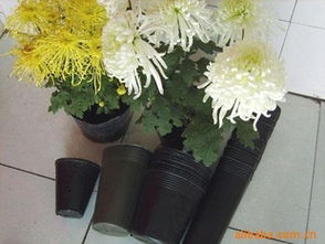 規(guī)?；嘤?經(jīng)濟(jì)型花卉周轉(zhuǎn)筐供應(yīng)商推薦！熱鍍管批量最優(yōu)選——玉田縣欣然塑料制品廠