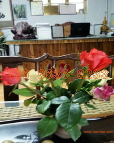 綠意常伴，花期綿長(zhǎng)——揭秘高品質(zhì)宿根草花供應(yīng)商的挑選智慧